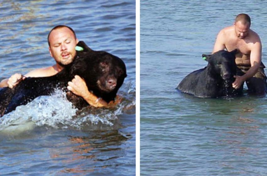  The brave man put his life on the line to save the black bear from drowning.