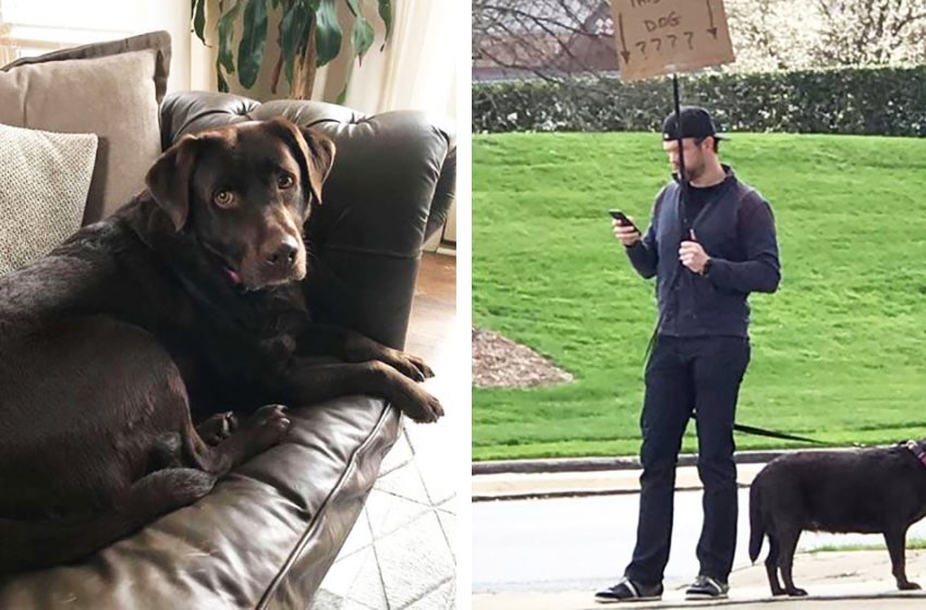  Because he couldn’t find the missing Labrador using social media, he walked out onto the street with a dog and a placard.