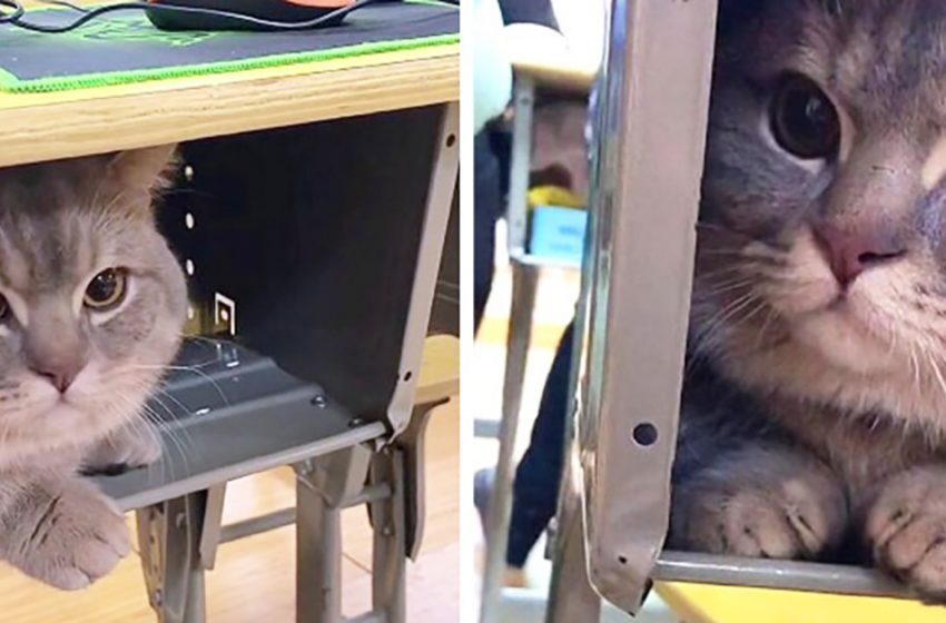  The cat was hidden beneath the desk by the student, and the furry spy received millions of likes.