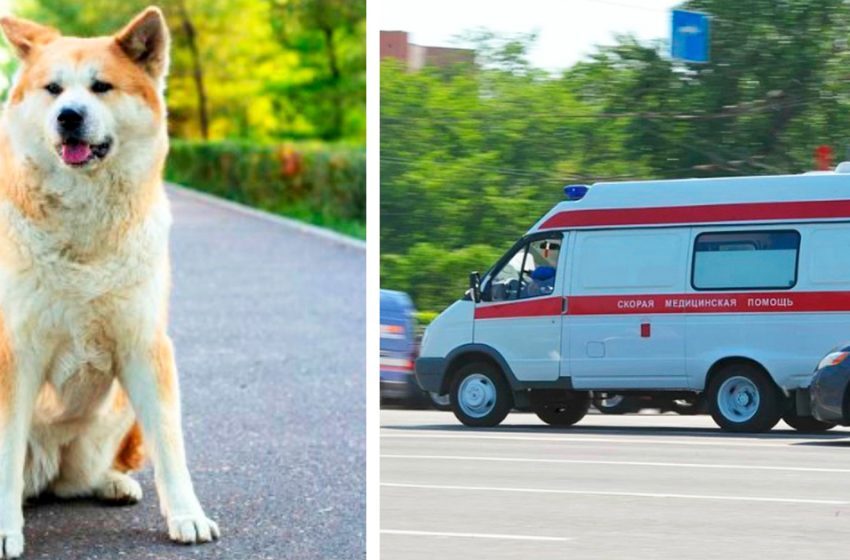  The dog stood in the way of the ambulance and refused to move until the nurse addressed her.