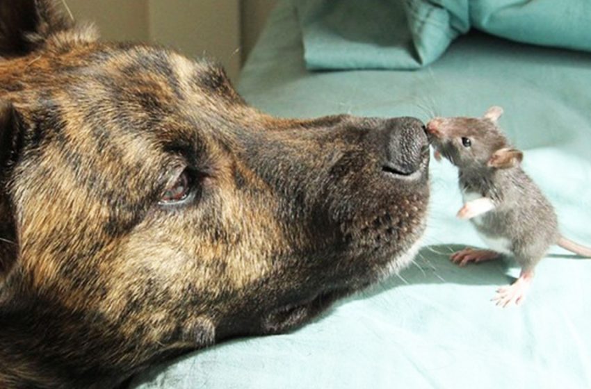  The lonely dog and the rat became closest friends