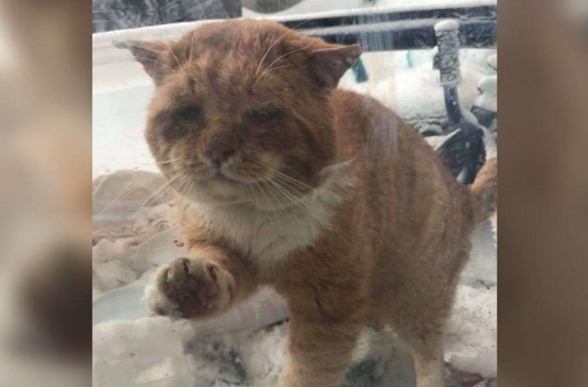  The woman rescued a homeless cat from freezing.