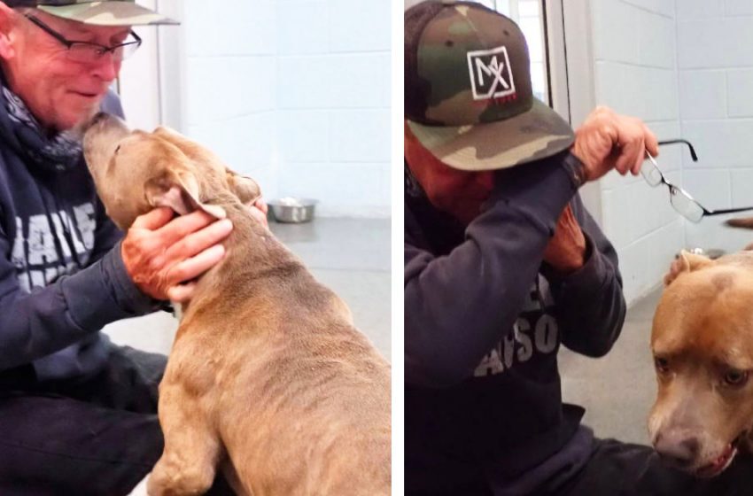  A dog is feeling blessed after reuniting with his owner. It is unbelievable how he found his pet.