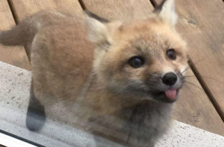  The woman was visited by newborn foxes, and the pictures they took are spectacular.