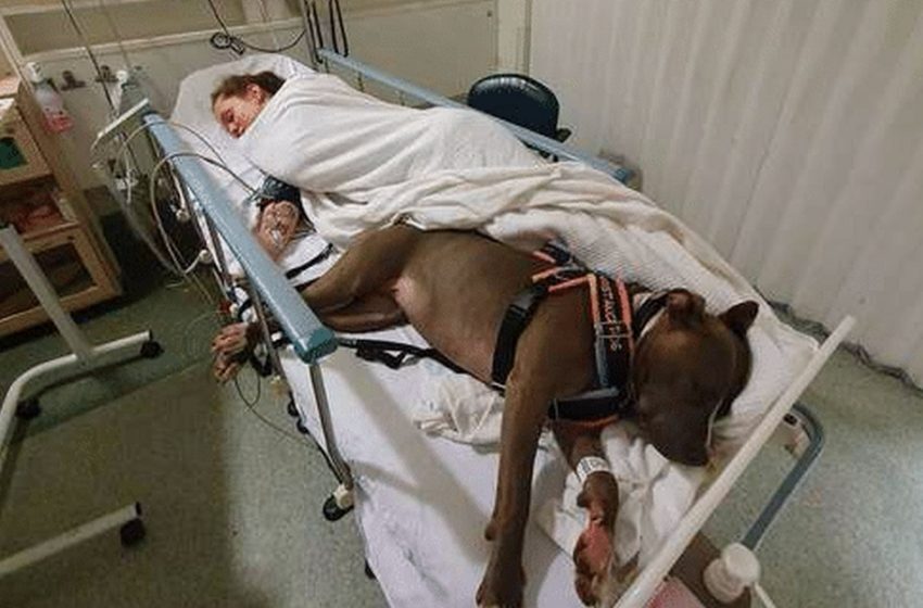  After saving her owner’s life, the devoted dog remained by her owner’s side. This is what unconditional  love looks like!