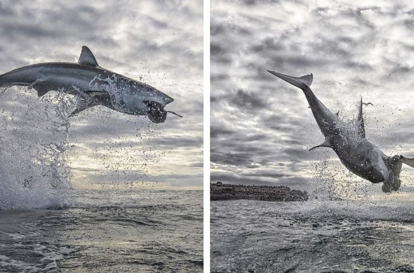  The massive white shark leapt 15 feet into the air, setting a new world record for the highest breach.