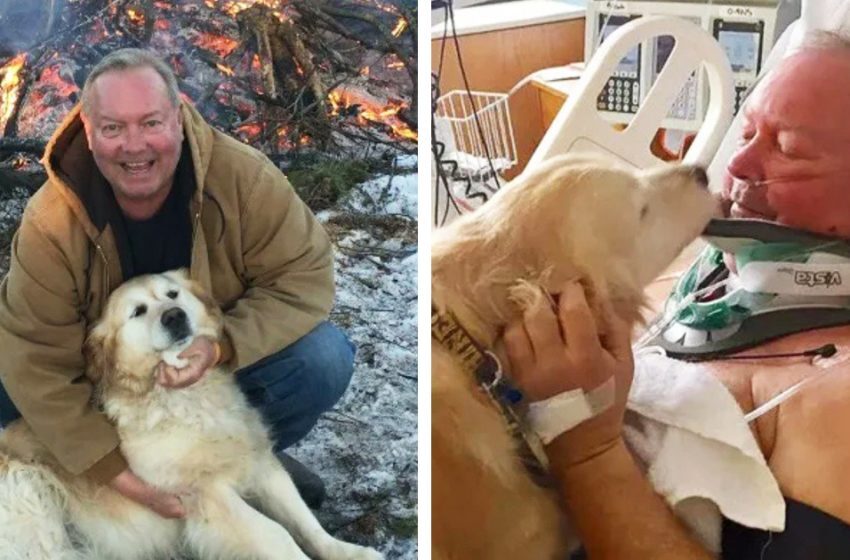  The loyal dog saved his owner’s life, who was on the verge of death due to the cold.