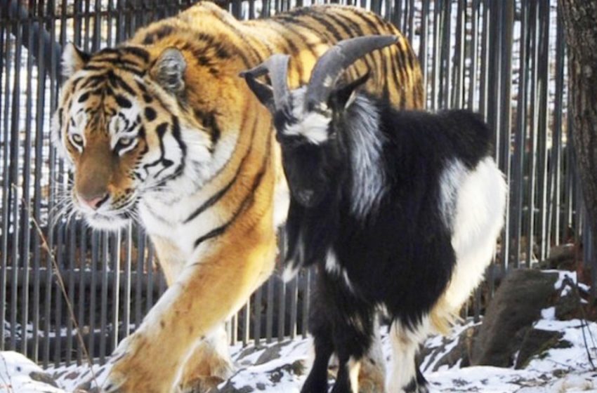  The goat that was given to him as food became a genuine companion to the tiger.