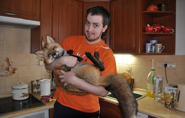  Little cute fox has been saved from turning to fur in fox farm. Now she lives her best life.