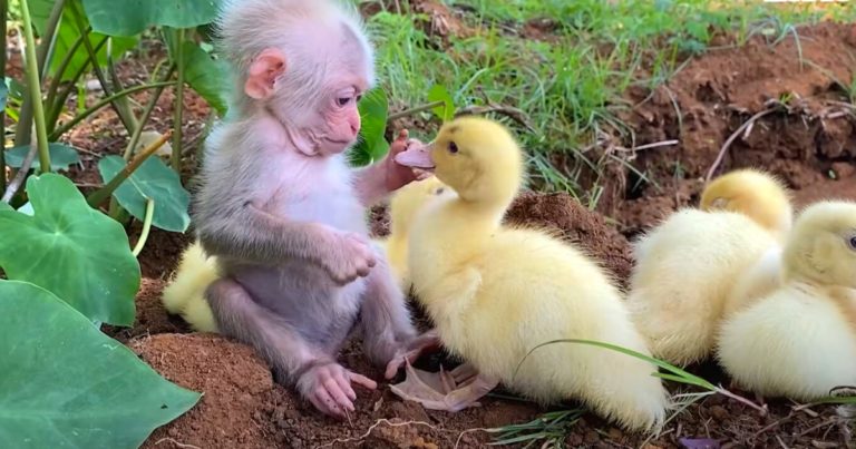  Baby Monkey’s tender care for five Baby Ducklings is seen in this heartwarming video.