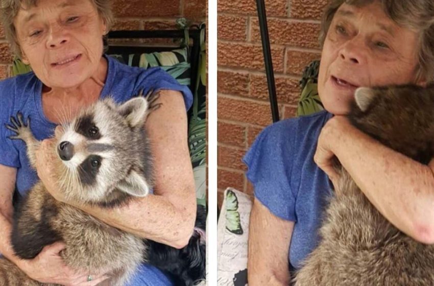  After being returned to the wild, Raccoon continues to visit his foster mother.