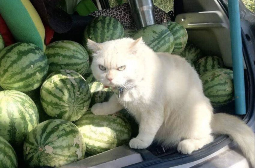  This cat uses fear to keep people away from watermelons.