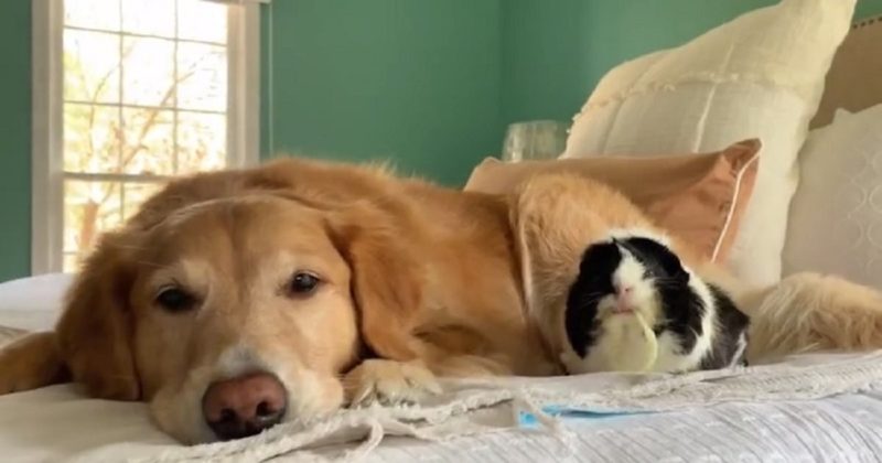  A special bond between two animals: a kind Golden Retriever and a little guinea pig.