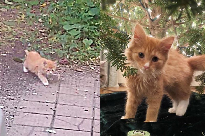  A small kitty was walking in the yard, but no one could imagine that it could be fatal for him