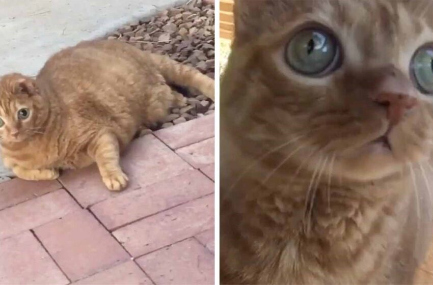  Cat’s eyes look like GOOGLE and people can’t miss it.