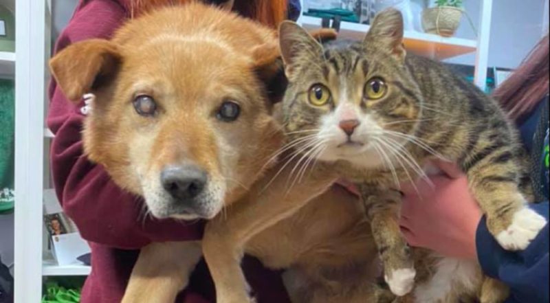  A devoted pair of blind dogs and his companion cat have moved into a new home together.