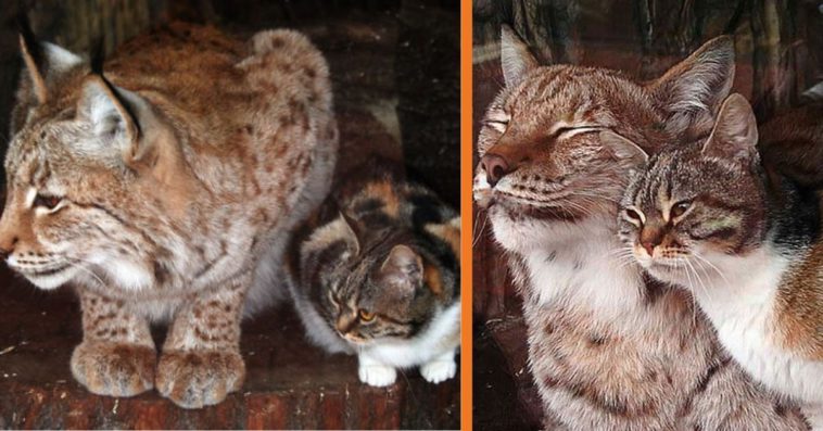  A starving stray cat found its way to the zoo and made friends with a group of lynxes.