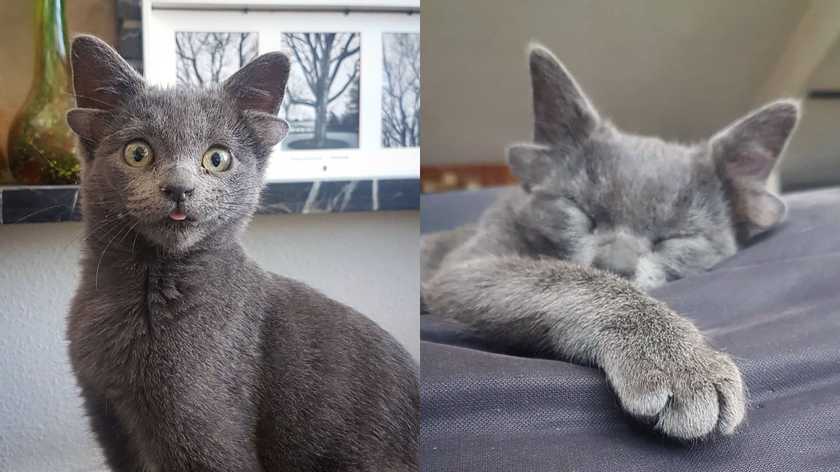  The cat with the unique look conquers the social media with four ears and a heart on the stomach.
