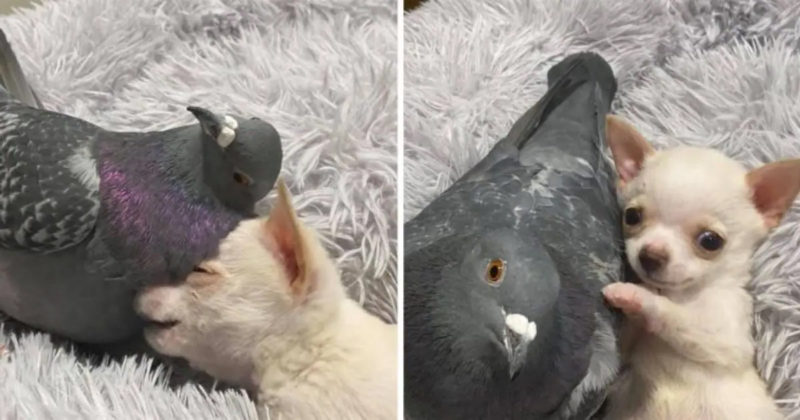  Herman, a pigeon who can’t fly, and Lundy, a chihuahua dog who can’t walk, fell in love at first sight and are now excellent friends.