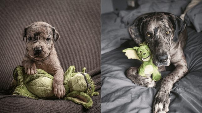  Elliot, an adorable Great Dane, is still enamored with the stuffed green dragon toy she had as a puppy.