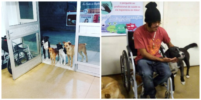  The dogs waited for their owner right in front of the doors of hospital, when he was feeling sick.