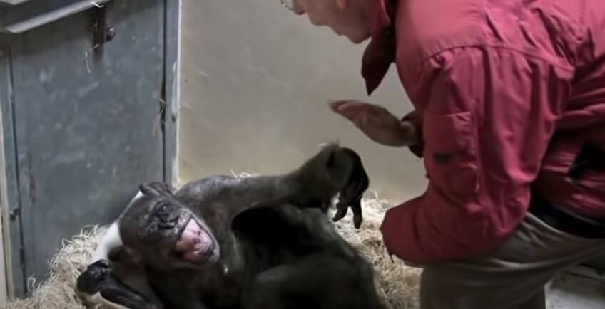  Mama, a 59-year-old dying Chimpanzee, is overjoyed to visit her old human companion one more time.