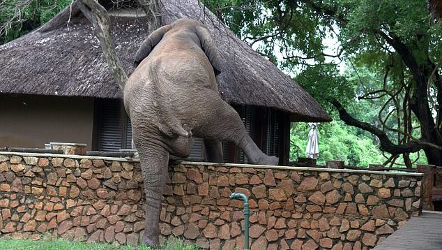  An adult elephant has scaled a 5-foot wall to collect mangoes from the safari resort.
