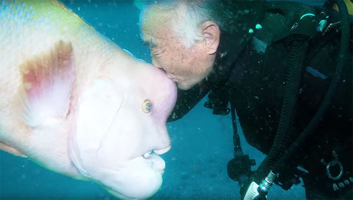  This Japanese diver and the huge fish he rehabilitated have shared an unlikely connection for almost 25 years.