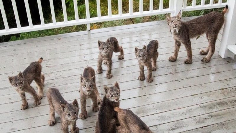  A unusual noise wakes up an Alaskan photographer in the morning, and he discovers a cute lynx family playing on his doorstep.