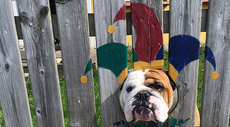  Bulldog enjoys looking out the gaps in the fence at the street so much that his owners designed amusing clothes for him.