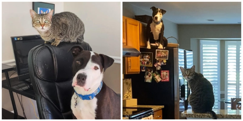  The pit bull from the shelter believes he’s a cat, and his new owners continues sharing pictures to prove it.