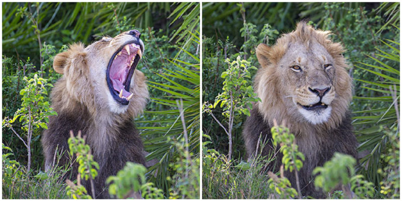  The playful lion startled the wildlife photographer with a frightening roar, then winked and smiled at him.