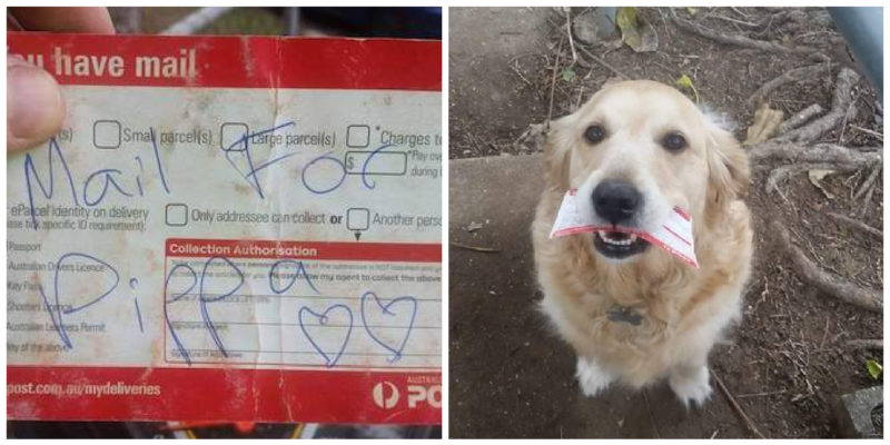  Even when there is no mail, the kind-hearted postman ensures that the dog who waits for him every day receives a daily letter.