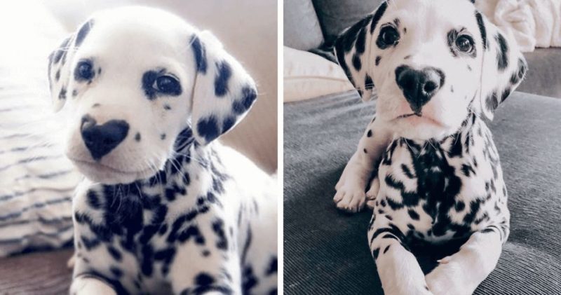  Dalmatian dog has a heart shape in her nose and everyone loves it.