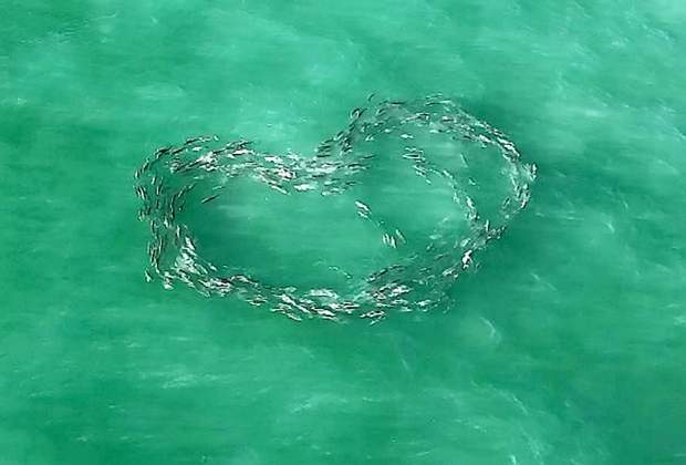  Drone camera took picture of fishes posing in shape of heart.