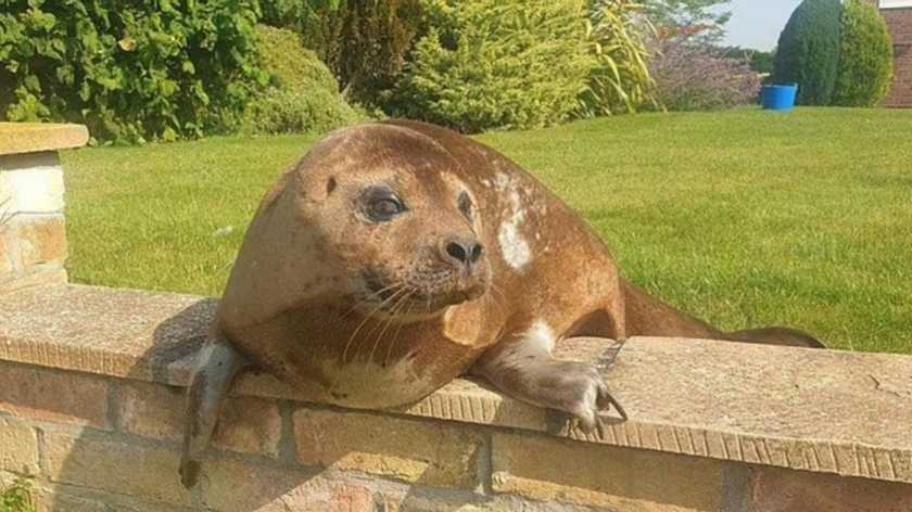  A 72-year-old retiree discovered a 150-pound seal sunning in her property, 20 miles from the nearest body of water.