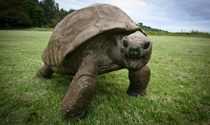  Jonathan, the 189-year-old tortoise who was photographed in 1886 and is still alive today, is the world’s oldest living land animal.