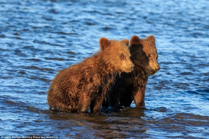  Wildlife photographer could catch magnificent moments of bears holding each other’s hands and waiting for their mother.