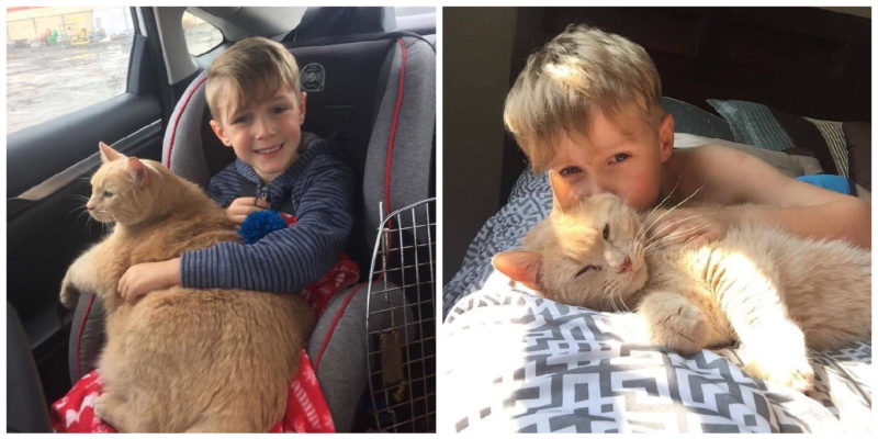  Tiny, a 10-year-old huge ginger cat, was the choice of a kid.