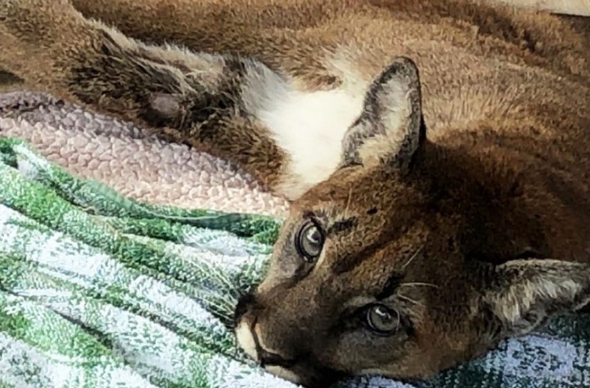  The starving cougar arrived at the animal rehabilitation facility barely in time to be saved.