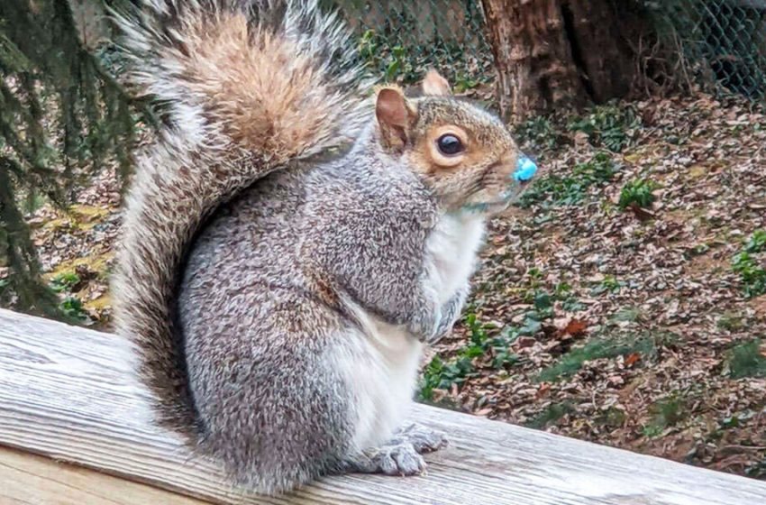  Squirrel believed he had committed a perfect crime, but he was discovered.