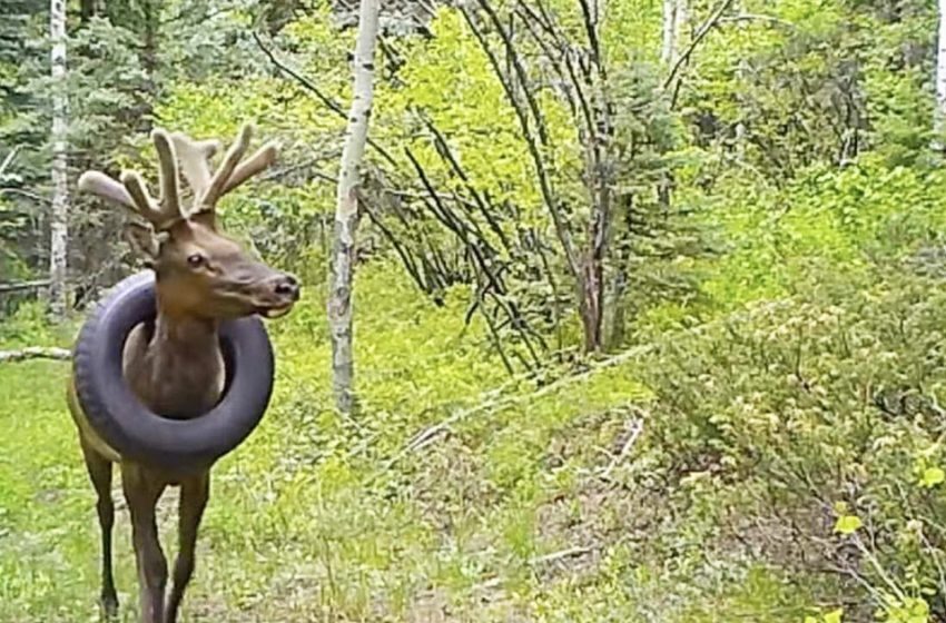  A deer that had been wearing a 5-kilogram tire around its neck for two years was rescued.