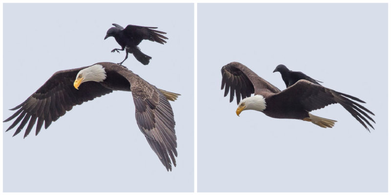  A photographer has captured a once-in-a-lifetime shot of a crow riding on the back of a bald eagle in mid-flight.