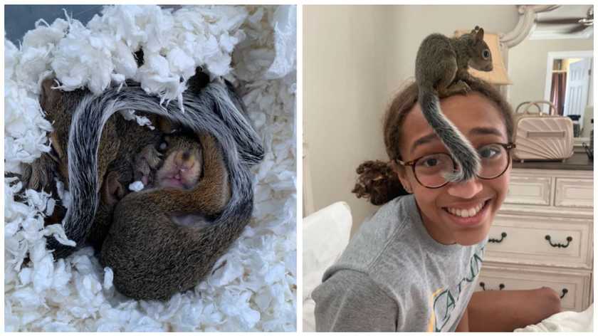  In the midst of storm evacuation, a kind 15-year-old girl saves orphaned squirrels.