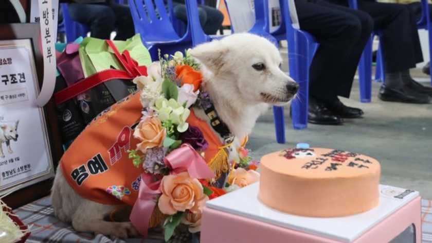  South Korea’s first honorary rescue dog was named after a dog saved its owner’s life.