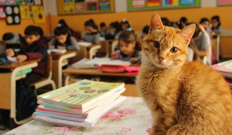  Cat Tombo is a teacher at a primary school, and his kids regard him as their best friend and “director.”
