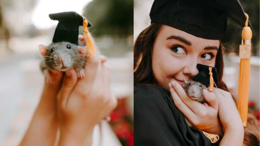  A woman celebrates her master’s graduation with her pet rat, who assisted her in passing the program.