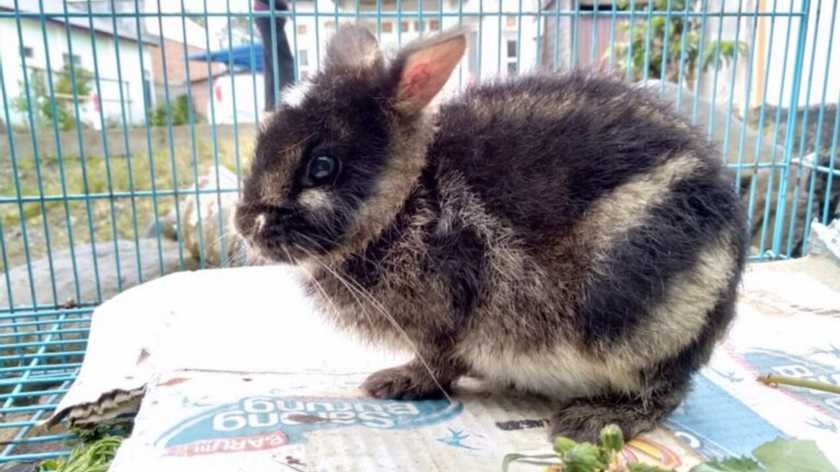  Indonesian officials have rescued the world’s rarest rabbit after a farmer posted it on Facebook