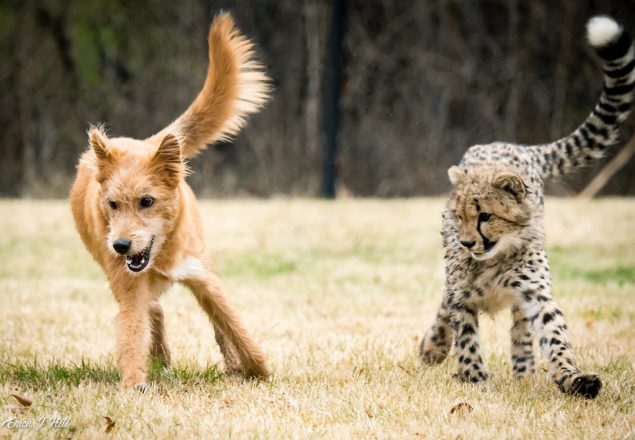  The Zoo grieved the death of a dog who assisted in the nurturing of cheetah cubs.