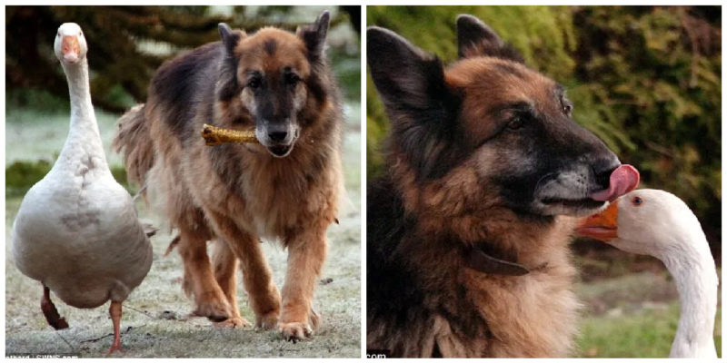  After becoming great friends with a goose, an aggressive German Shepherd that needed to be euthanized, has changed